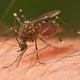 Mosquito. Wikimedia Commons